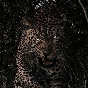 瑞士家庭乱伦图片成视频
